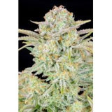 Bruce Banner Auto