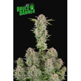 Bruce Banner Auto