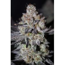 Tropicana Cookies FF