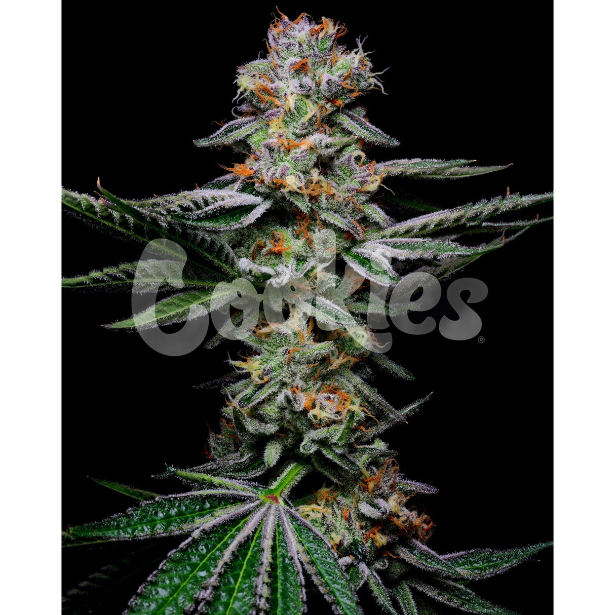 Cookies Grapefruitz